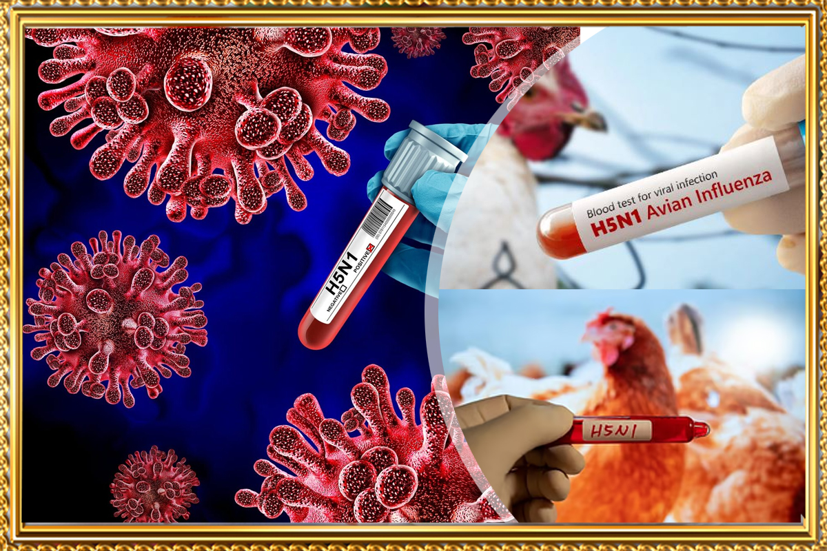 https://sgcart.xyz/H5N1 Bird Flu: Symptoms, Causes, and How to Stay Safe